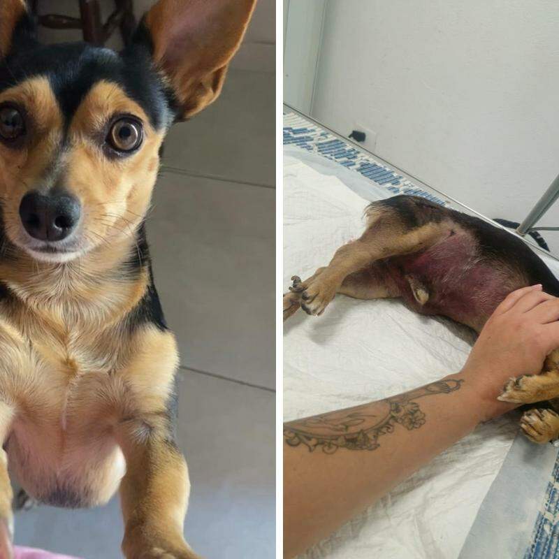 Pi morreu após ser atacado por um cachorro da raça pitbull em Peruíbe