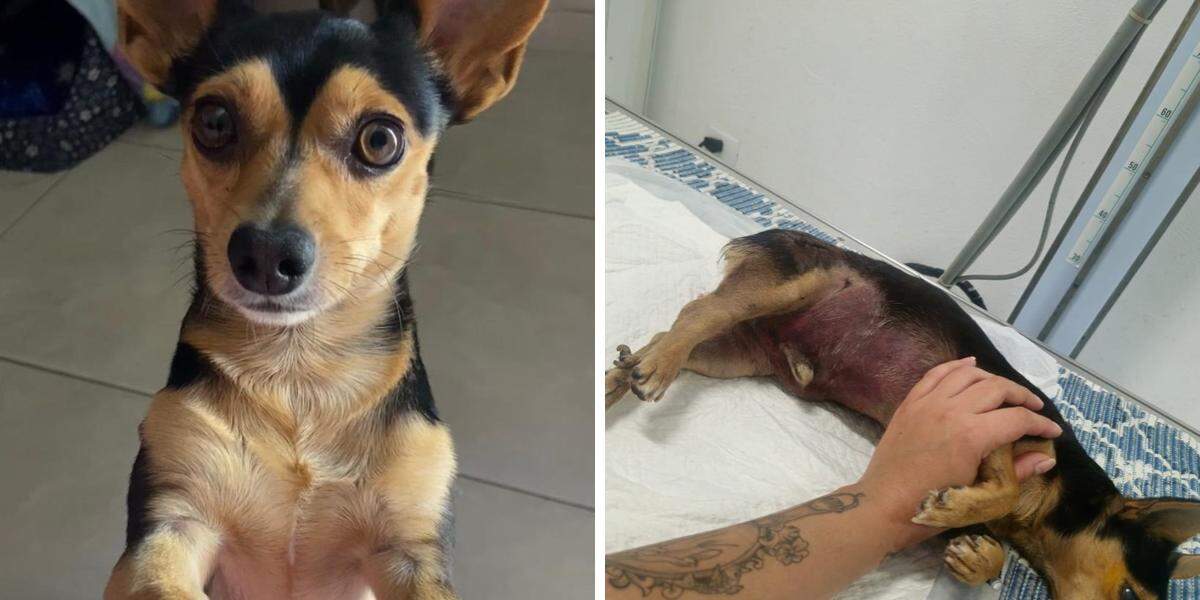 Pi morreu após ser atacado por um cachorro da raça pitbull em Peruíbe