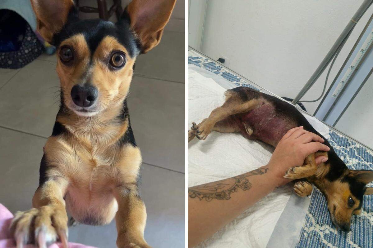 Pi morreu após ser atacado por um cachorro da raça pitbull em Peruíbe