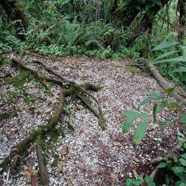 Os sambaquis são verdadeiros arquivos no litoral de São Paulo