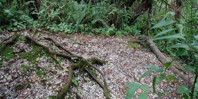 Os sambaquis são verdadeiros arquivos no litoral de São Paulo