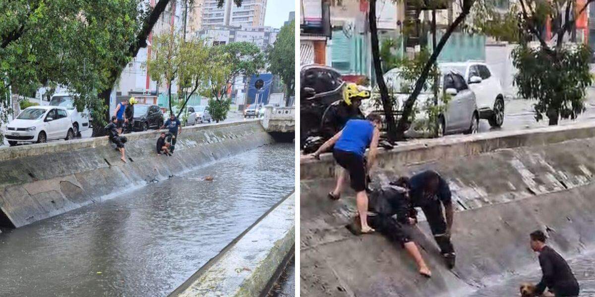 Cachorro foi resgatado após cair no Canal 2, em Santos