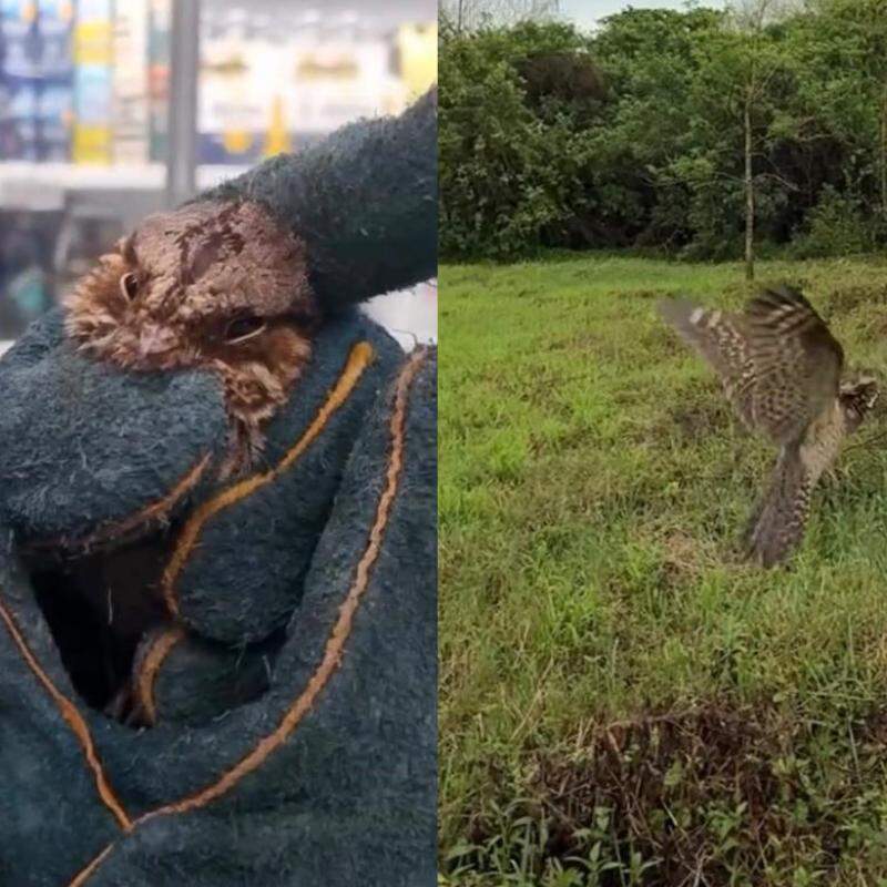 O bacurau estava empoleirado nas estruturas metálicas de sustentação das lâmpadas, sem conseguir encontrar uma rota de saída do supermercado em Guarujá