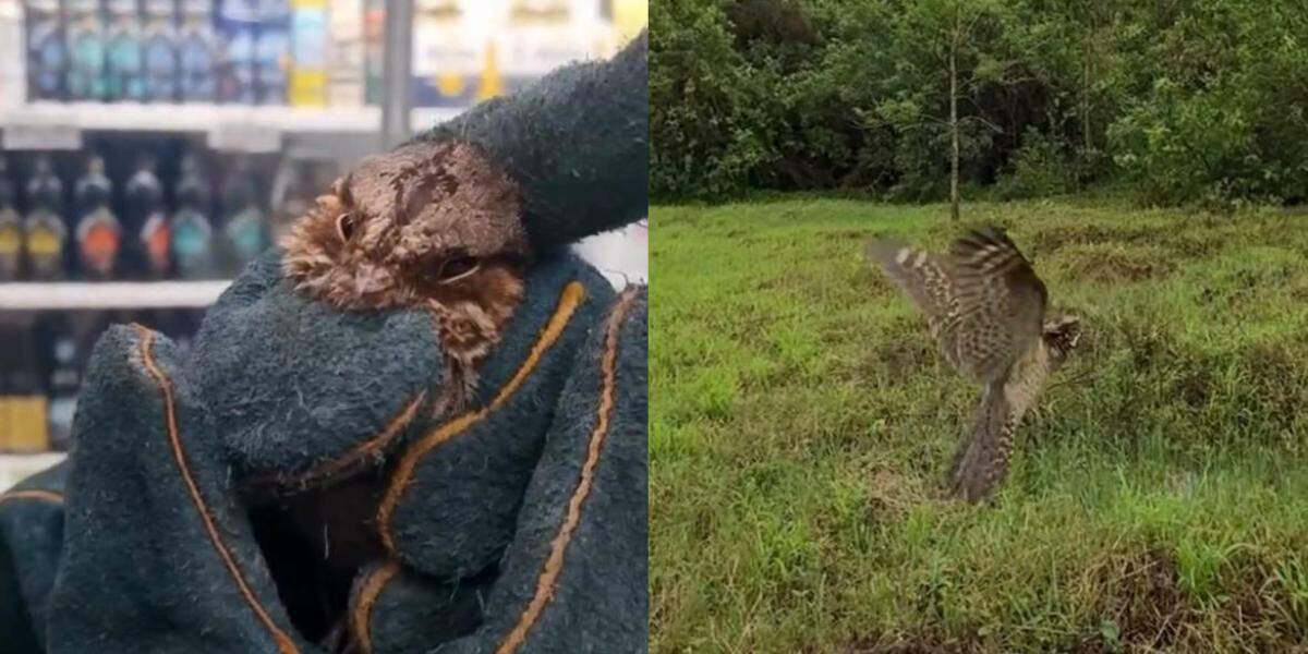 O bacurau estava empoleirado nas estruturas metálicas de sustentação das lâmpadas, sem conseguir encontrar uma rota de saída do supermercado em Guarujá