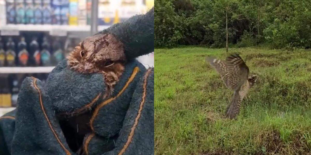 O bacurau estava empoleirado nas estruturas metálicas de sustentação das lâmpadas, sem conseguir encontrar uma rota de saída do supermercado em Guarujá