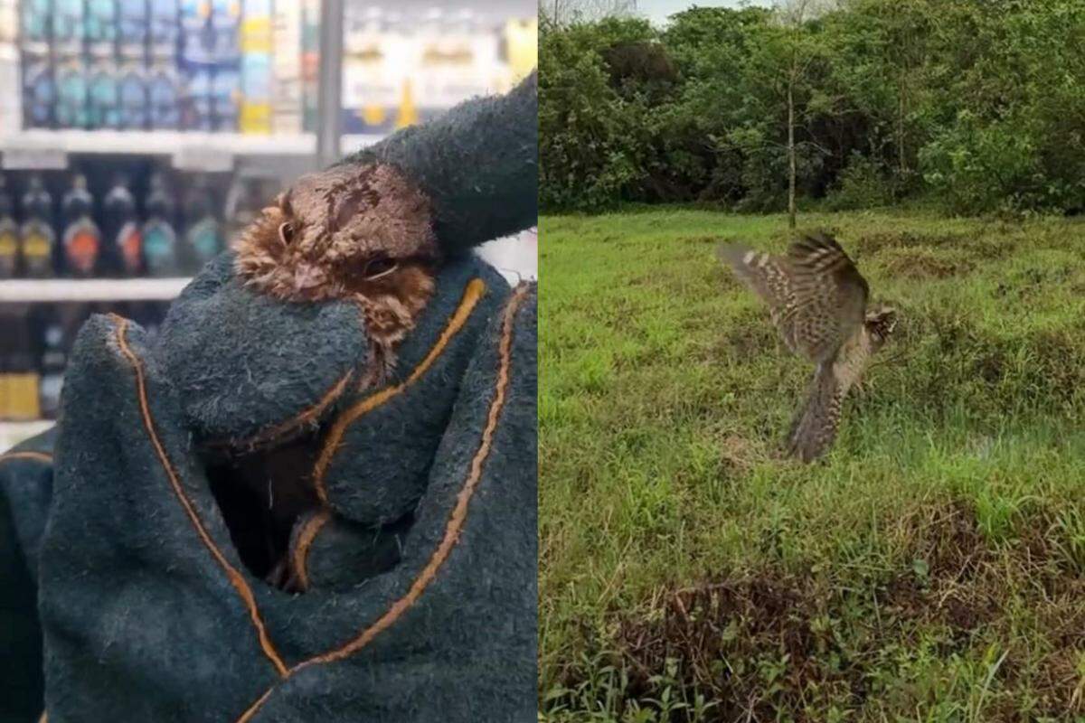 O bacurau estava empoleirado nas estruturas metálicas de sustentação das lâmpadas, sem conseguir encontrar uma rota de saída do supermercado em Guarujá