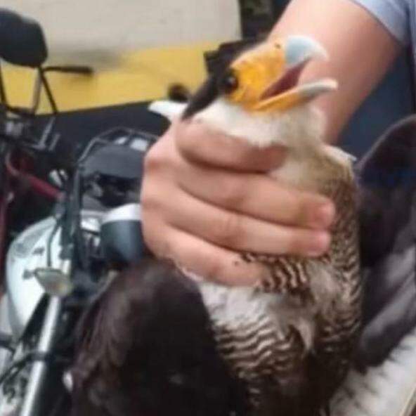 O gavião, encontrado desorientado em Santos, permanece sob observação da equipe veterinária do Cetras, que dará início a um protocolo de reabilitação