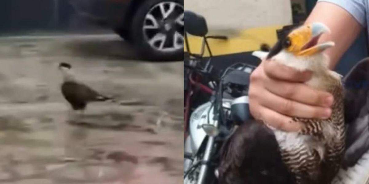 O gavião, encontrado desorientado em Santos, permanece sob observação da equipe veterinária do Cetras, que dará início a um protocolo de reabilitação