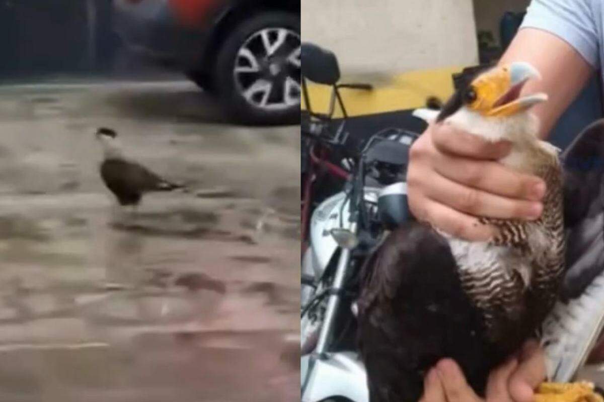 O gavião, encontrado desorientado em Santos, permanece sob observação da equipe veterinária do Cetras, que dará início a um protocolo de reabilitação