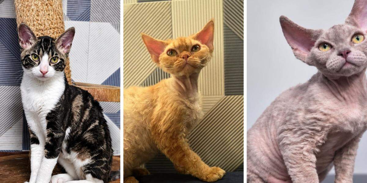 Cats Festival reúne mais de 140 gatos em Santos e vale vaga para Mundial na Holanda