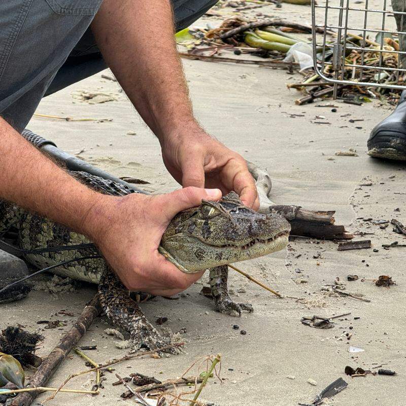 Aparecimento desses animais em áreas urbanas e na orla está relacionado ao volume de chuvas intensas que atingiu a Baixada Santista