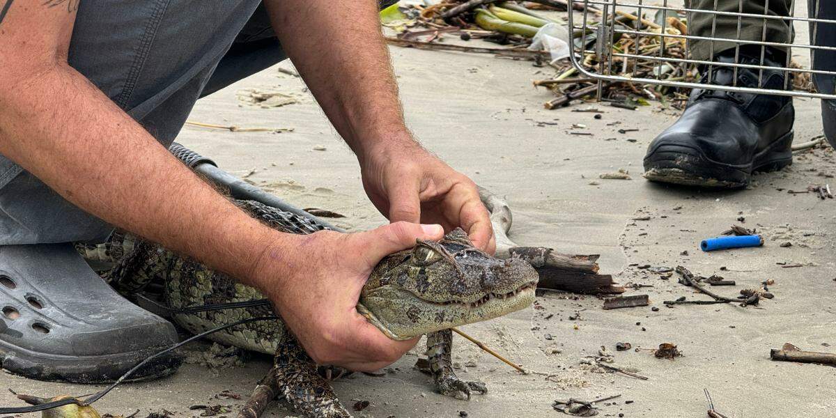 Aparecimento desses animais em áreas urbanas e na orla está relacionado ao volume de chuvas intensas que atingiu a Baixada Santista