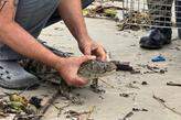 Aparecimento desses animais em áreas urbanas e na orla está relacionado ao volume de chuvas intensas que atingiu a Baixada Santista