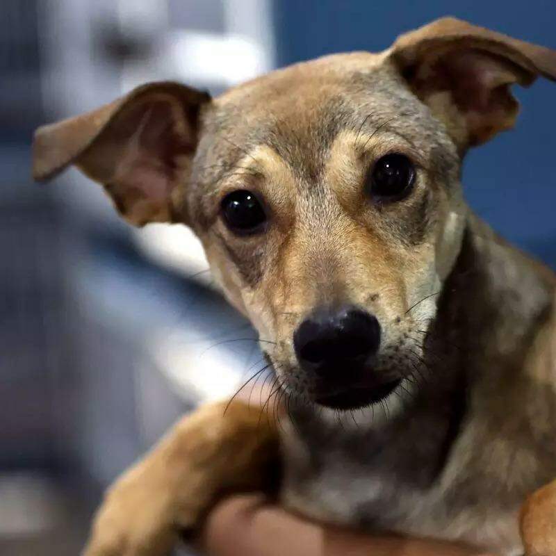 No Caramelo's Day, cães adultos e filhotes esperam lar em Santos