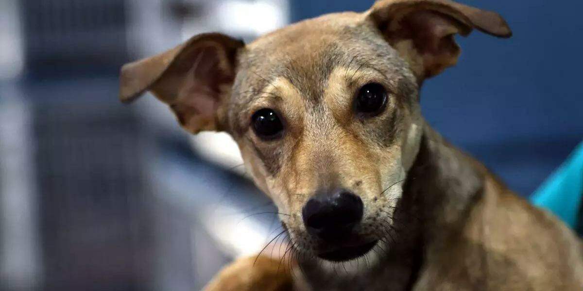 No Caramelo's Day, cães adultos e filhotes esperam lar em Santos