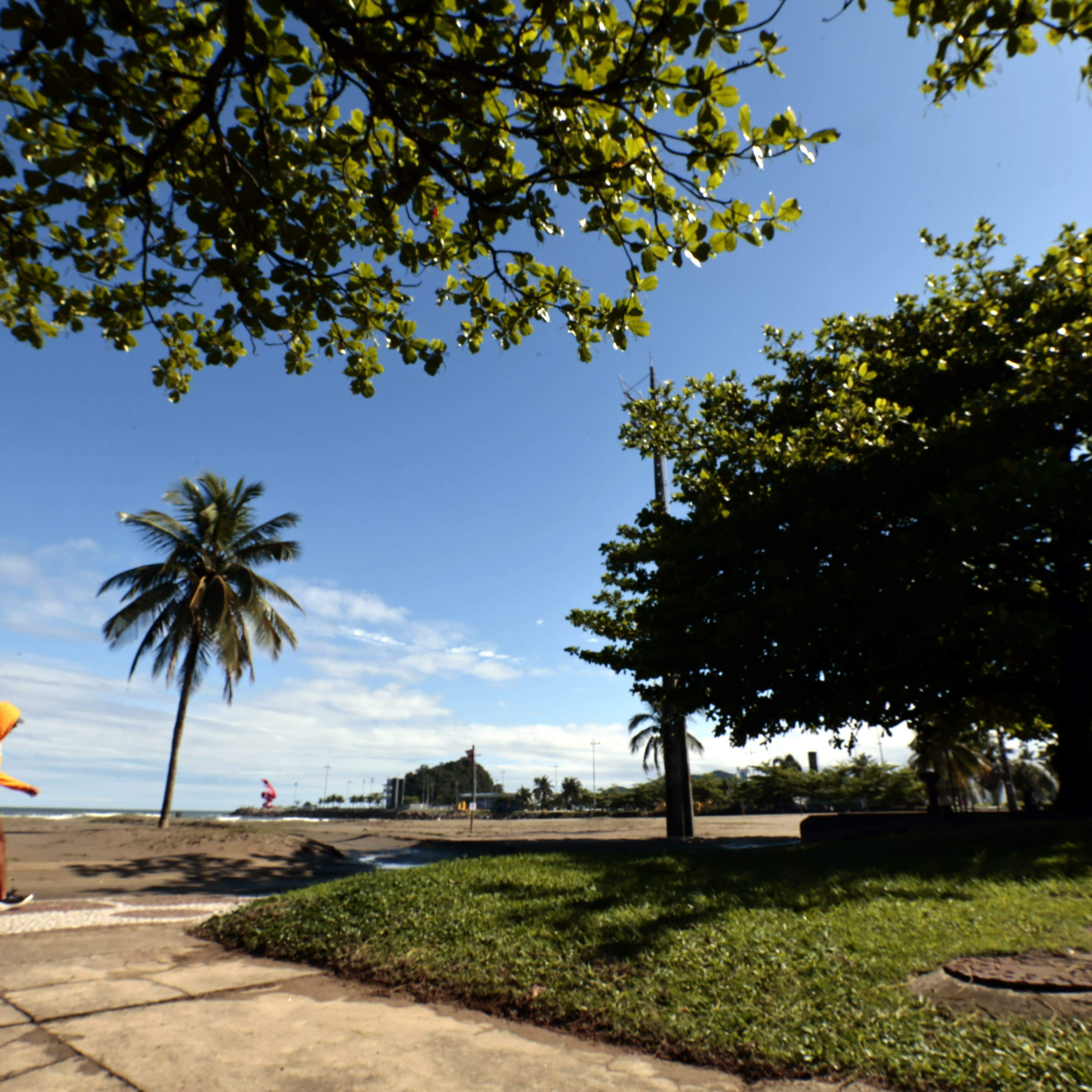 Árvores ajudam a regular o clima, retêm umidade e oferecem sombra e alimento
