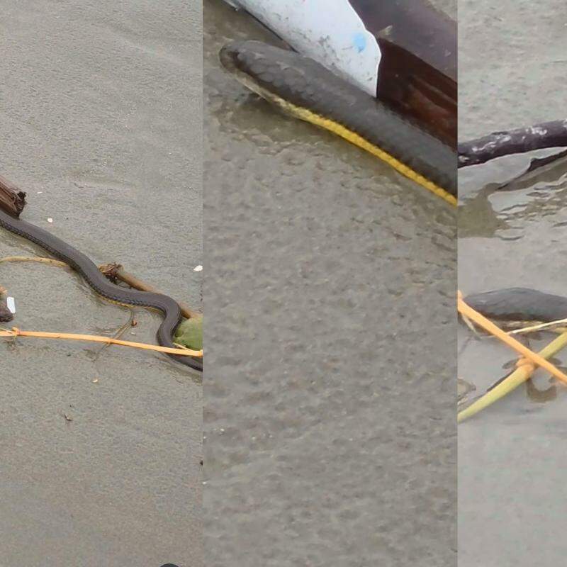 A cobra encontrada na faixa de areia da orla de Praia Grande pode machucar animais de estimação