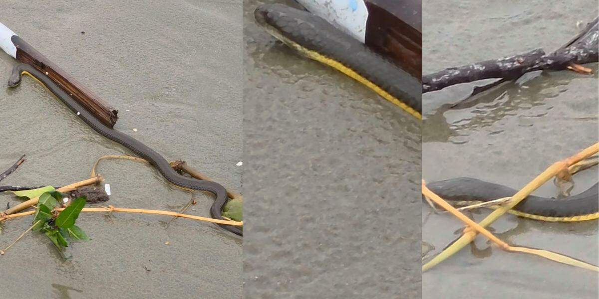 A cobra encontrada na faixa de areia da orla de Praia Grande pode machucar animais de estimação