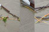 A cobra encontrada na faixa de areia da orla de Praia Grande pode machucar animais de estimação