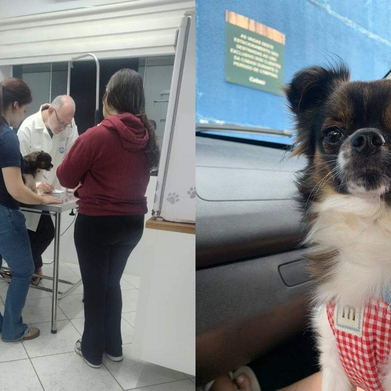 Apollo foi levado ao veterinário em estado grave e não resistiu