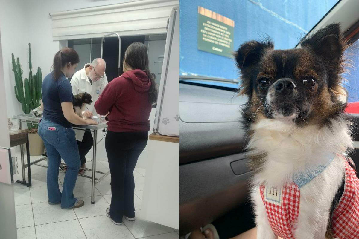 Apollo foi levado ao veterinário em estado grave e não resistiu
