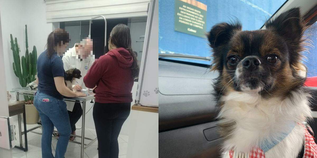 O chihuahua Apollo foi levado ao veterinário em estado grave e não resistiu