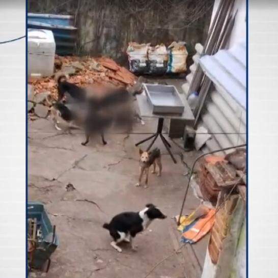 Cães foram encontrados em situação de maus-tratos em imóvel na Vila Voturuá, em São Vicente; animais foram resgatados após fiscalização