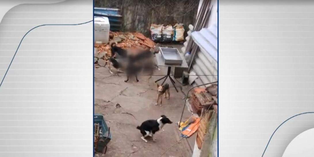 Cães foram encontrados em situação de maus-tratos em imóvel na Vila Voturuá, em São Vicente; animais foram resgatados após fiscalização