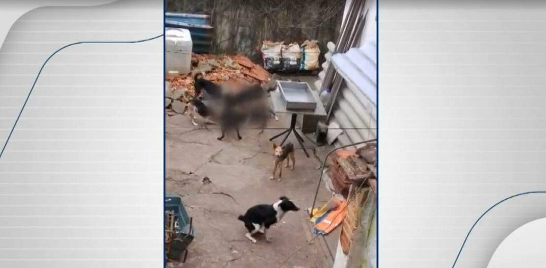 Cães foram encontrados em situação de maus-tratos em imóvel na Vila Voturuá, em São Vicente; animais foram resgatados após fiscalização