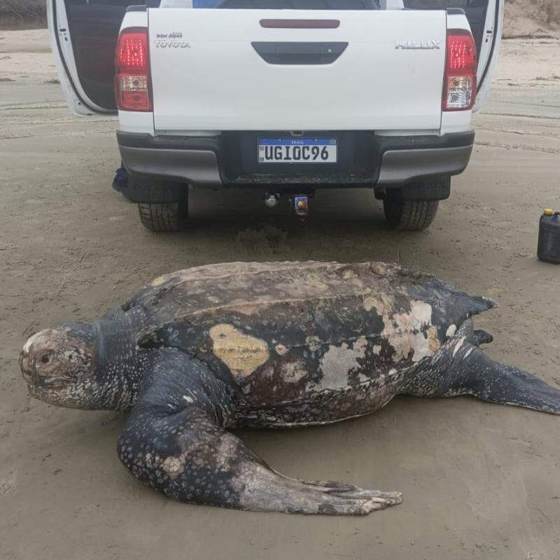 A tartaruga-de-couro foi achada morta em praia de Ilha Comprida; trata-se da maior espécie de tartaruga marinha do mundo