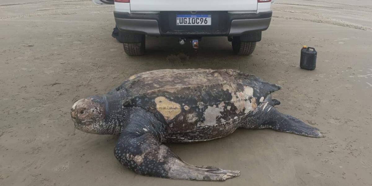 A tartaruga-de-couro foi achada morta em praia de Ilha Comprida; trata-se da maior espécie de tartaruga marinha do mundo