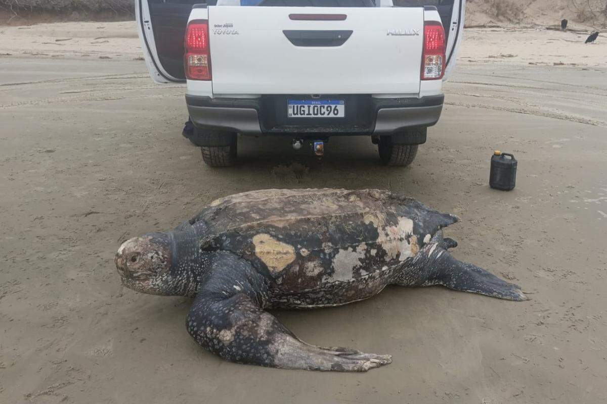 A tartaruga-de-couro foi achada morta em praia de Ilha Comprida; trata-se da maior espécie de tartaruga marinha do mundo