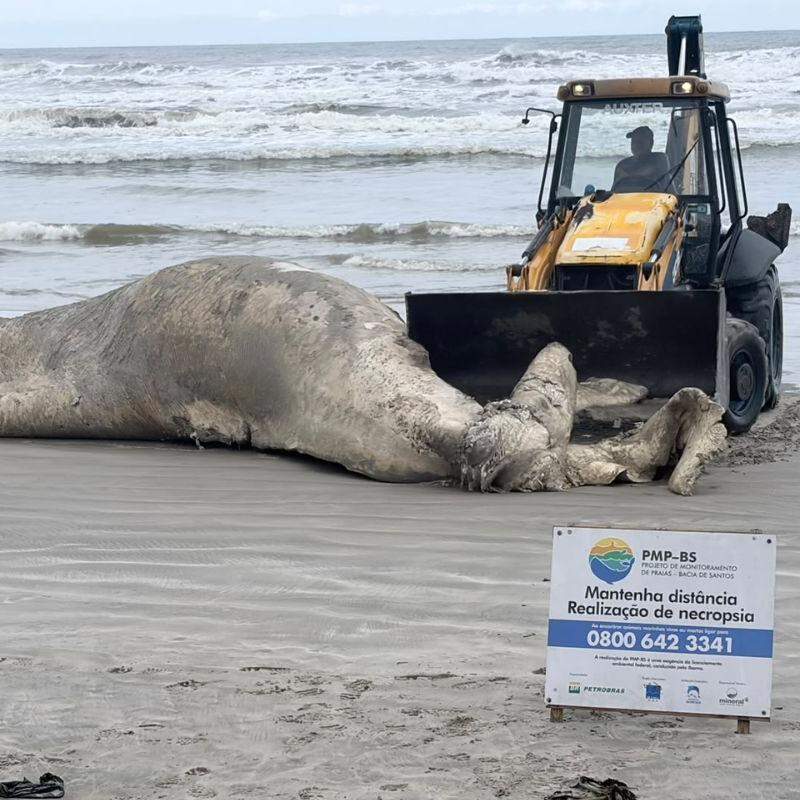 Baleia encalhou na praia do Centro, em Mongaguá, neste sábado (3)