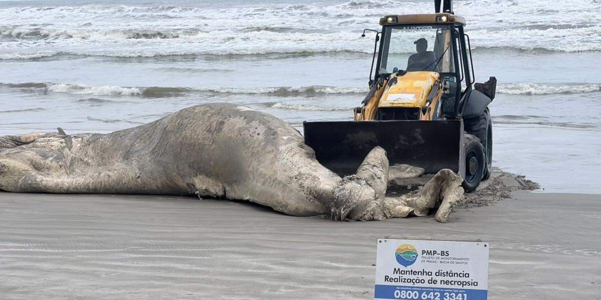 Baleia encalhou na praia do Centro, em Mongaguá, neste sábado (3)