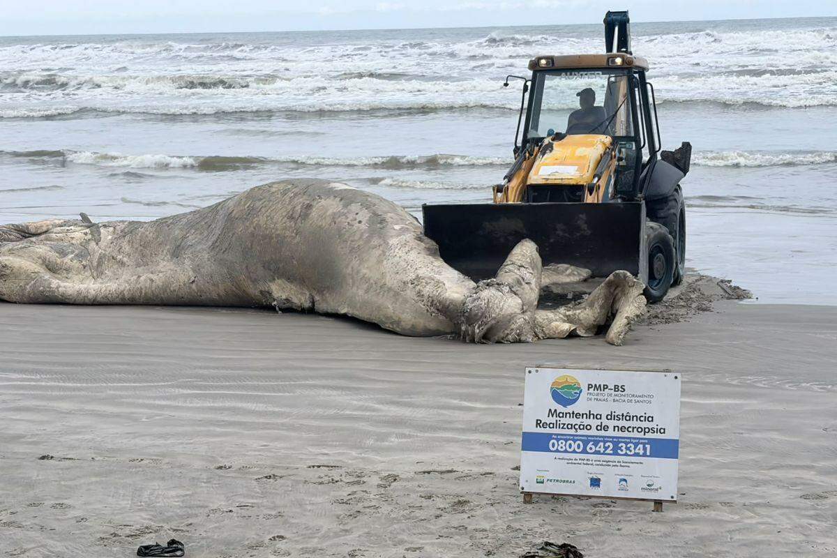 Baleia encalhou na praia do Centro, em Mongaguá, neste sábado (3)