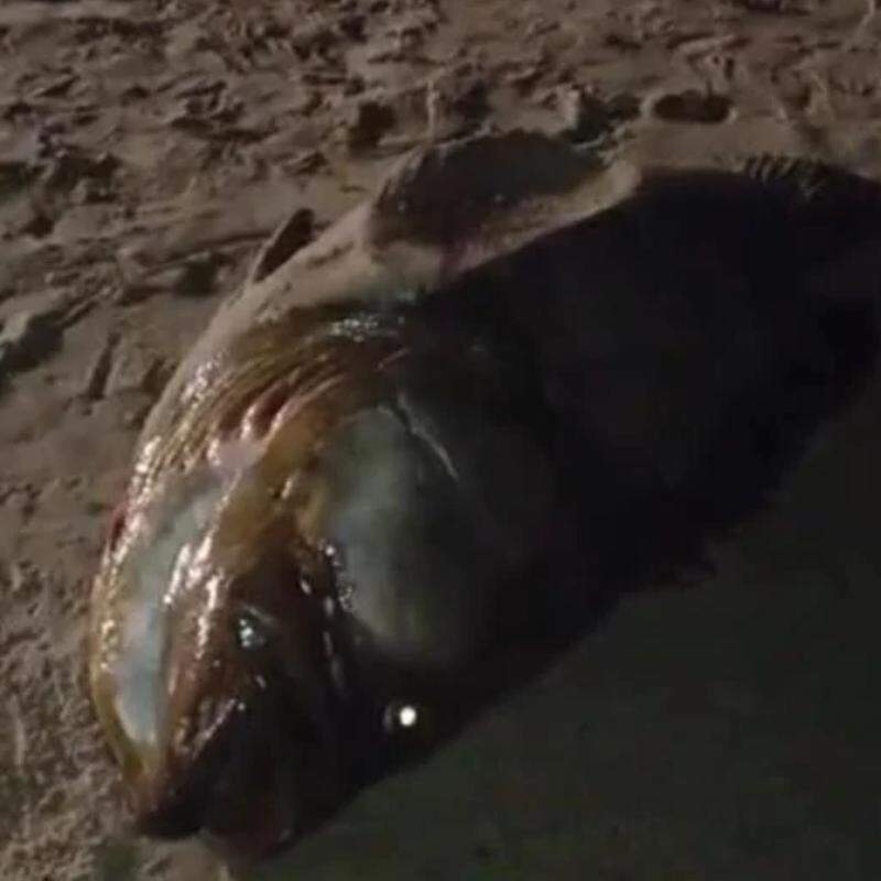 O peixe gigante foi avistado na Praia Boca da Barra, em Itanhaém