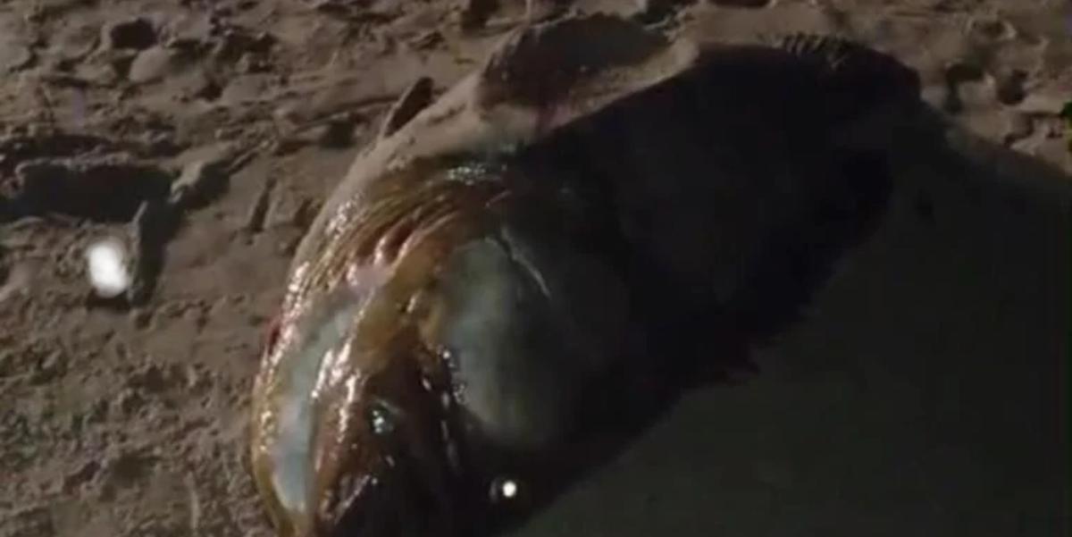 O peixe gigante foi avistado na Praia Boca da Barra, em Itanhaém