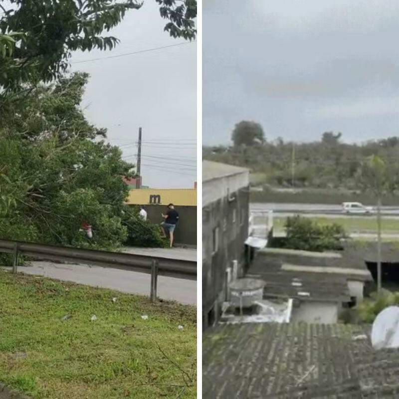 Árvore caiu no km 4 da Rodovia Cônego Domênico Rangoni, durante o temporal que atingiu a região