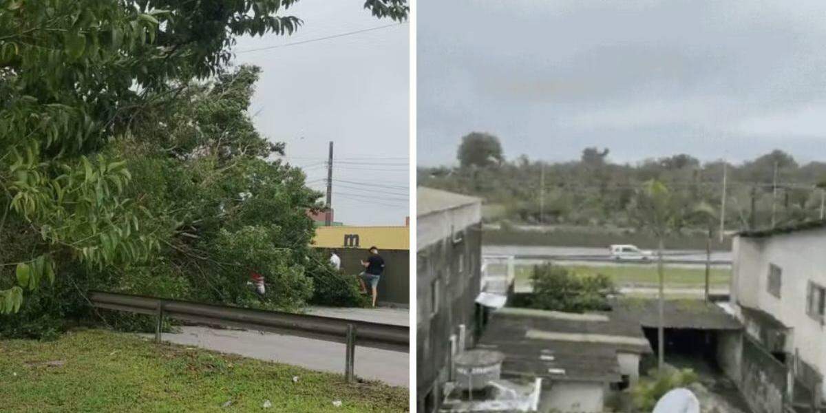 Árvore caiu no km 4 da Rodovia Cônego Domênico Rangoni, durante o temporal que atingiu a região