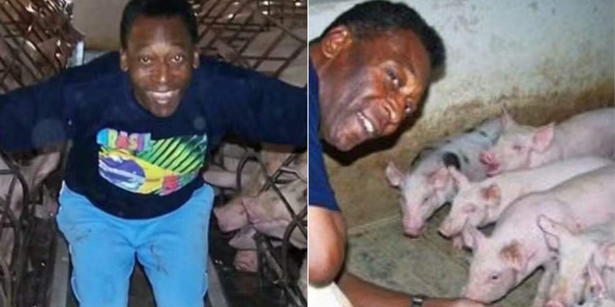 Fazenda de Pelé tem um curral completo com capacidade para 500 cabeças de gado, área para carneiros e um chiqueiro
