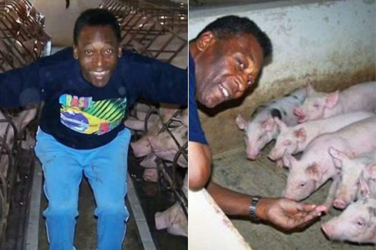 Fazenda de Pelé tem um curral completo com capacidade para 500 cabeças de gado, área para carneiros e um chiqueiro