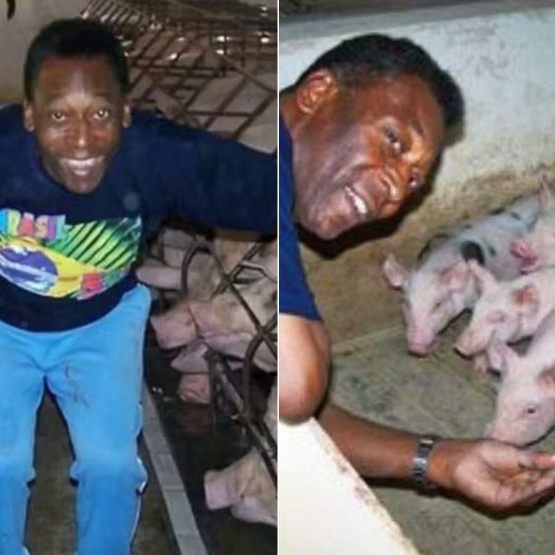 A fazenda de Pelé tem um curral completo com capacidade para 500 cabeças de gado, área para carneiros e um chiqueiro