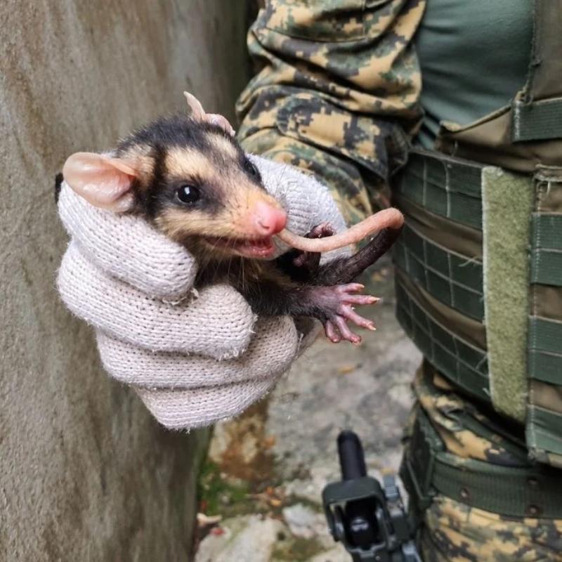 O saruê é importante para o equilíbrio do ecossistema por atuar no controle de pragas e animais peçonhentos