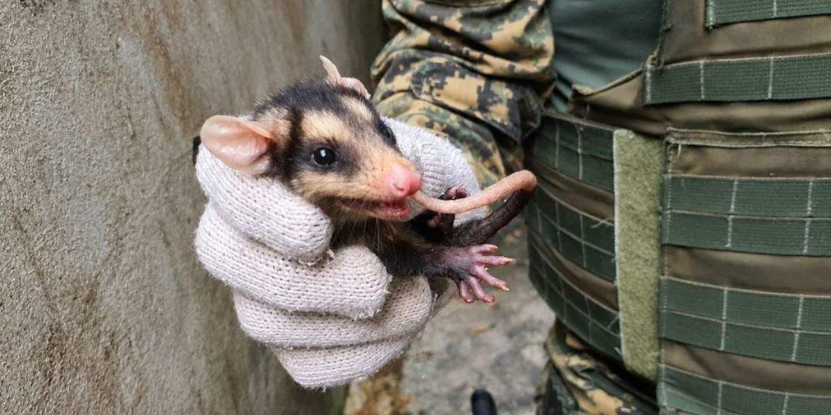 O saruê é importante para o equilíbrio do ecossistema por atuar no controle de pragas e animais peçonhentos