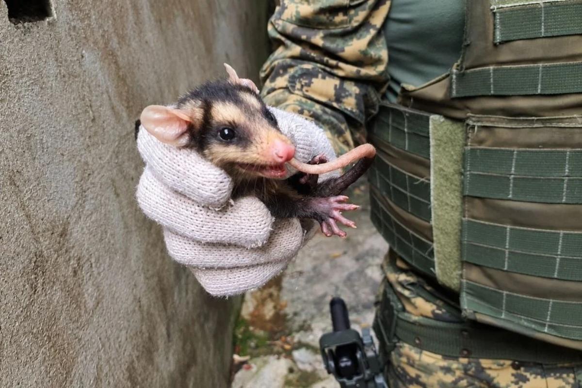 O saruê é importante para o equilíbrio do ecossistema por atuar no controle de pragas e animais peçonhentos