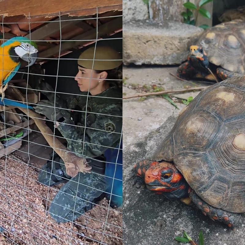 Animais foram resgatados de criação irregular