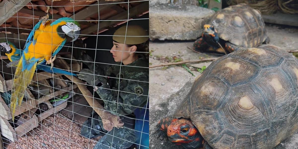 Animais foram resgatados de criação irregular