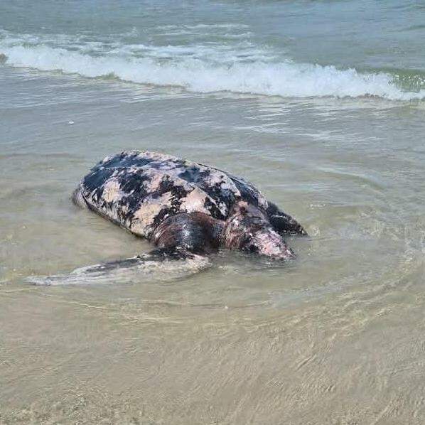 Até o momento, no entanto, não há confirmação sobre a causa da morte da tartaruga encontrada em Guarujá