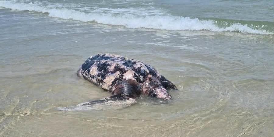 Até o momento, no entanto, não há confirmação sobre a causa da morte da tartaruga encontrada em Guarujá
