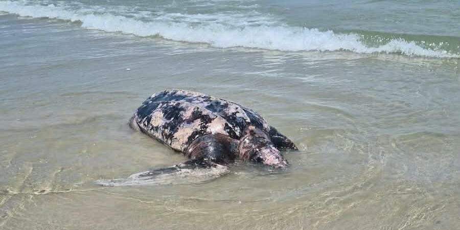 Até o momento, no entanto, não há confirmação sobre a causa da morte da tartaruga encontrada em Guarujá